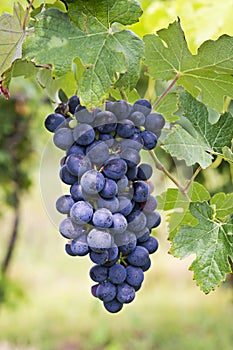 Vineyard grape cluster. Barbera