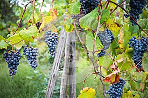 Vineyard grape cluster