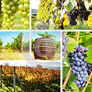 Vineyard and grape collage
