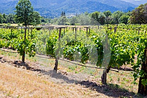 Vineyard Grape Growing