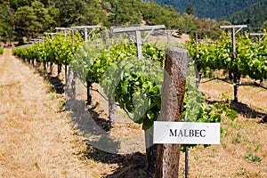 Vineyard Grape Growing