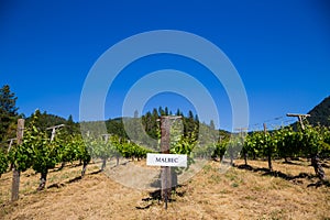 Vineyard Grape Growing