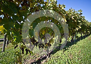 Vineyard, grape harvest.