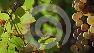 Vineyard grape with noble rot close-up, Sauternes, Gironde, France