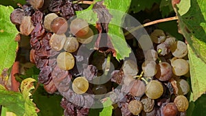 Vineyard grape with noble rot close-up, Sauternes, Gironde, France