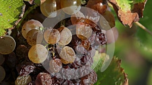 Vineyard grape with noble rot close-up, Sauternes, Gironde, France