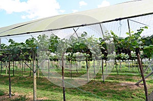 Grape plantation in vineyard with security netting from bird or