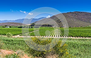 Vineyard of grape vines close to Montague, Western Cape in South