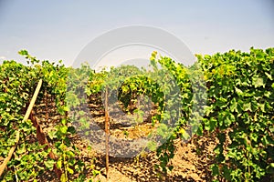 vineyard and Grape vines in Ica, Peru used to make pisco industry of wine