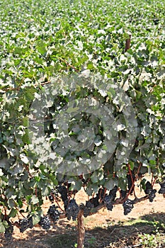 vineyard and Grape vines in Ica, Peru used to make pisco