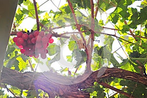 vineyard and Grape vines in Ica, Peru sun goes through the tree