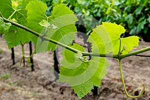 Vineyard grapeleaves