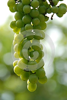 Vineyard Grapes