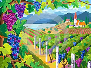 Vineyard and grapes bunches