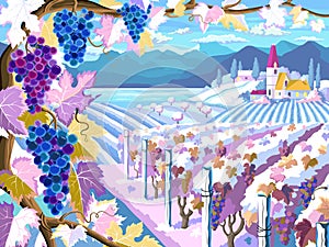 Vineyard and grapes bunches. Winter season landscape