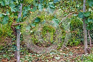 Vineyard and grapes damaged and crop destroyed after severe stor