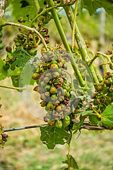 Vineyard and grapes damaged and crop destroyed after severe stor