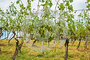 Vineyard and grapes damaged and crop destroyed after severe stor