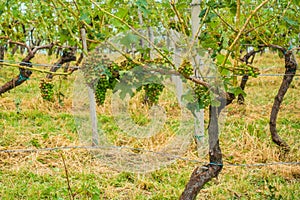 Vineyard and grapes damaged and crop destroyed after severe stor