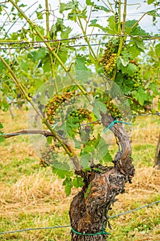 Vineyard and grapes damaged and crop destroyed after severe stor