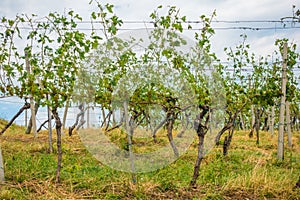 Vineyard and grapes damaged and crop destroyed after severe stor