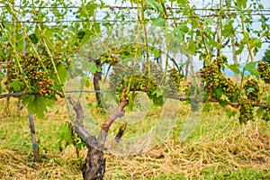 Vineyard and grapes damaged and crop destroyed after severe stor