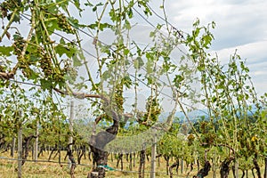 Vineyard and grapes damaged and crop destroyed after severe stor photo