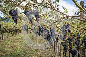 Vineyard and grapes damaged after severe storm with hail destroying the major portion of the harvest.