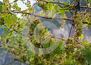 Vineyard and grapes damaged after severe storm with hail destroying the major portion of the harvest. photo