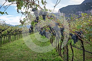 Vineyard and grapes damaged after severe storm with hail destroying the major portion of the harvest. photo