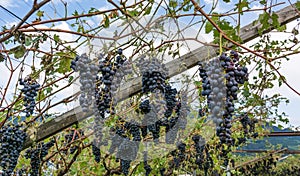 Vineyard and grapes damaged after severe storm with hail destroying the major portion of the harvest. photo