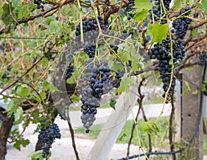 Vineyard and grapes damaged after severe storm with hail destroying the major portion of the harvest. photo