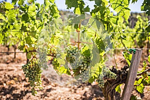 Vineyard grapes detail