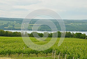 Vineyard grapes growing along Seneca Lake NYS