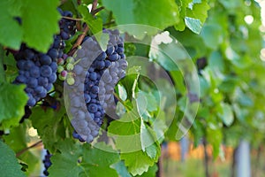 Vineyard, grapes, Growing of grapes, South Moravia, Czech republic