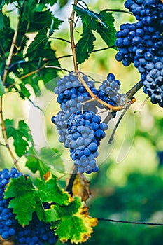 Vineyard grapes hanging in bunches with green sunlit leaves