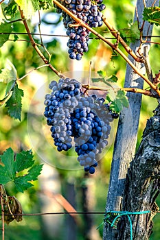 Vineyard grapes hanging in bunches with green sunlit leaves