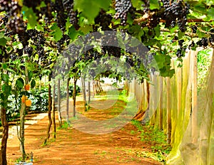 Vineyard , grapes harvest