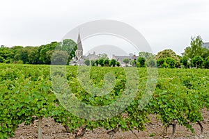 Vineyard with grapes in the Loire Valley France.