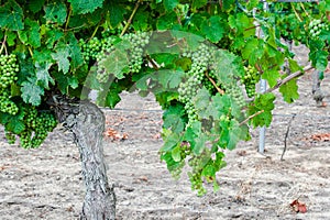 Vineyard with grapes in the Loire Valley France.