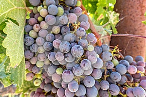 Vineyard grapes at midsummer