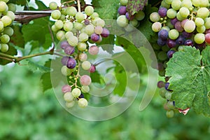 Vineyard Grapes Ripening on Vine