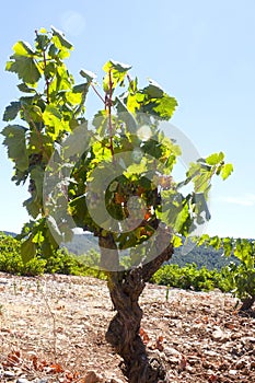 Vineyard with grapes in summer in a field
