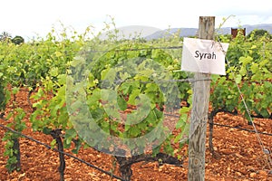 Vineyard with the grapes of Syrah photo