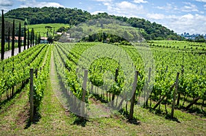 Vineyard of grapes in the Vale dos Vinhedos in Bento GonÃ§alves, a gaucho wine.