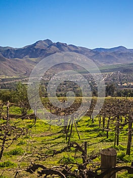 Vineyard when Grapevine flower are transforming into a grape berry. Elqui Valley, Andes part of Atacama Desert in the Coquimbo photo