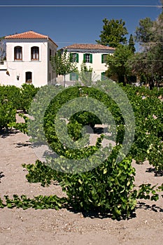 Vineyard in Greek island