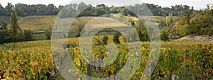 Vineyard green autumn landscape of Saint Emilion Bordeaux in web banner template header