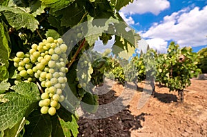 Vineyard with green grapes photo