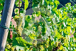Vineyard with green grapes surrounded by leaves under the sunlight during daytime